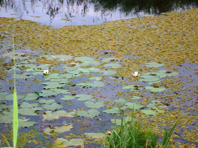 delta rosu 2010 - sany1207.JPG